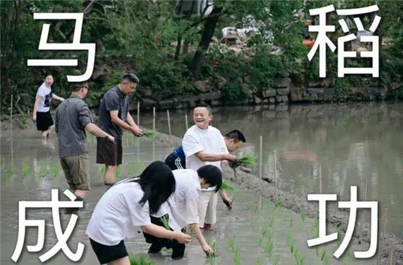 马云被拍到在田里笑容满面。（取材自中国能源网 ）
