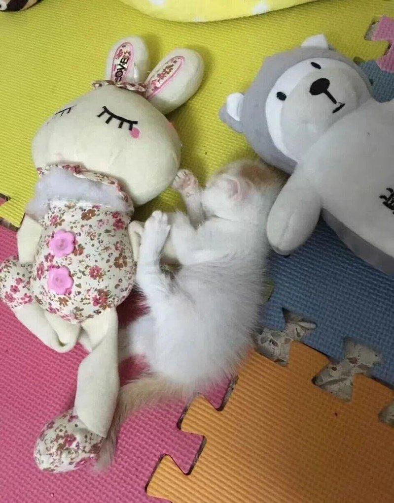 小猫在小辜的房间睡觉。（取材自微信）