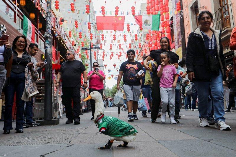 一只名为「梅林」的2岁小鸭在世界杯期间暴红。(路透)
