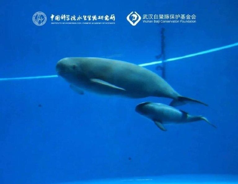 长江江豚首见「头位分娩」 活泼「小26」满月体重9公斤 小26紧跟着母亲福久伴游。(取材自水生所)