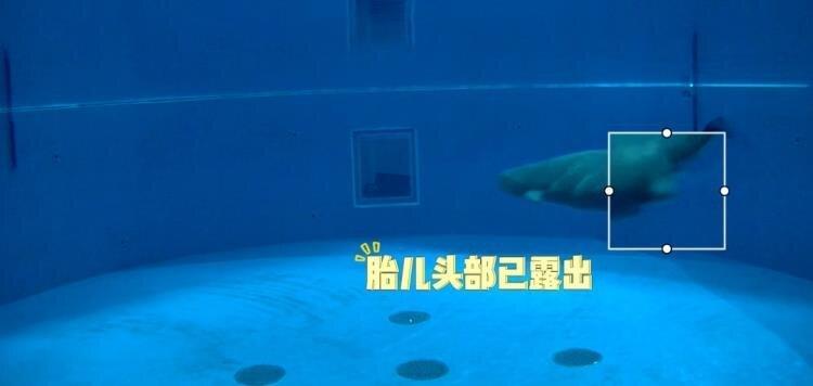 小26是头部先离开母亲身体。(视频截屏)