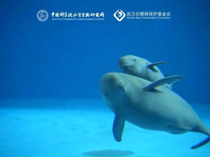 小26紧紧跟着福久。(取材自水生所)