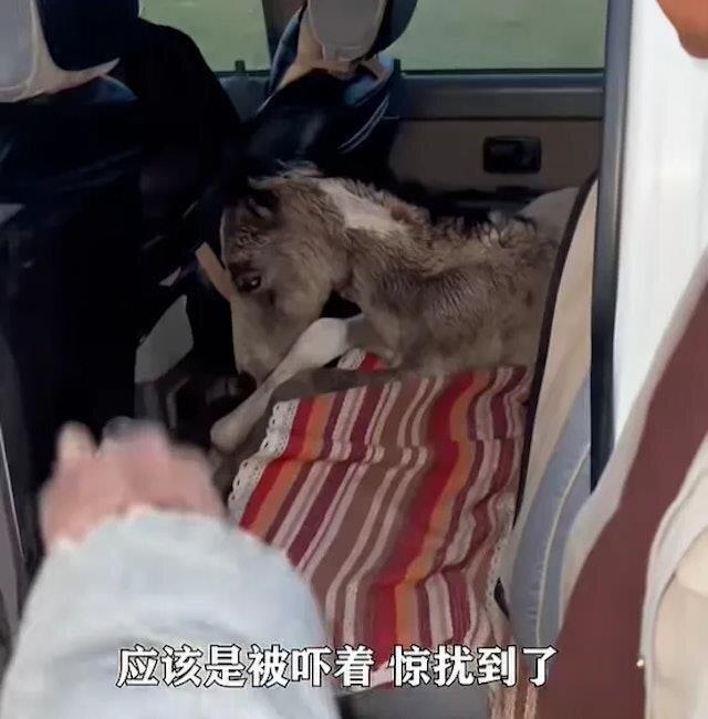 牧民找到小马时,它已经因惊逃狂奔到连擡头的力库都没有。(视频截屏)