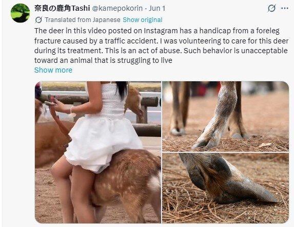 奈良神鹿遭游客骑乘拍照,义工怒批「虐待行为绝不可原谅」。(取材自X平台)