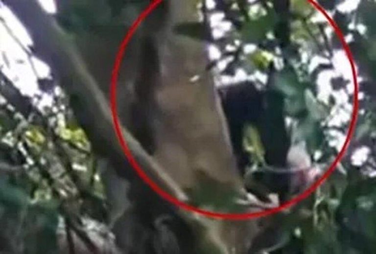 倒楣…男坠崖挂树上昏迷 幸运…游客捡到手机擡头发现他 男子摔下山崖被树杈接住后昏迷。(取材自深圳新闻网)