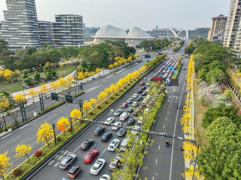 广西南宁道路两旁种植的黄花风铃木、洋紫荆等花卉竞相绽放，为城市增添春意。（中新社...