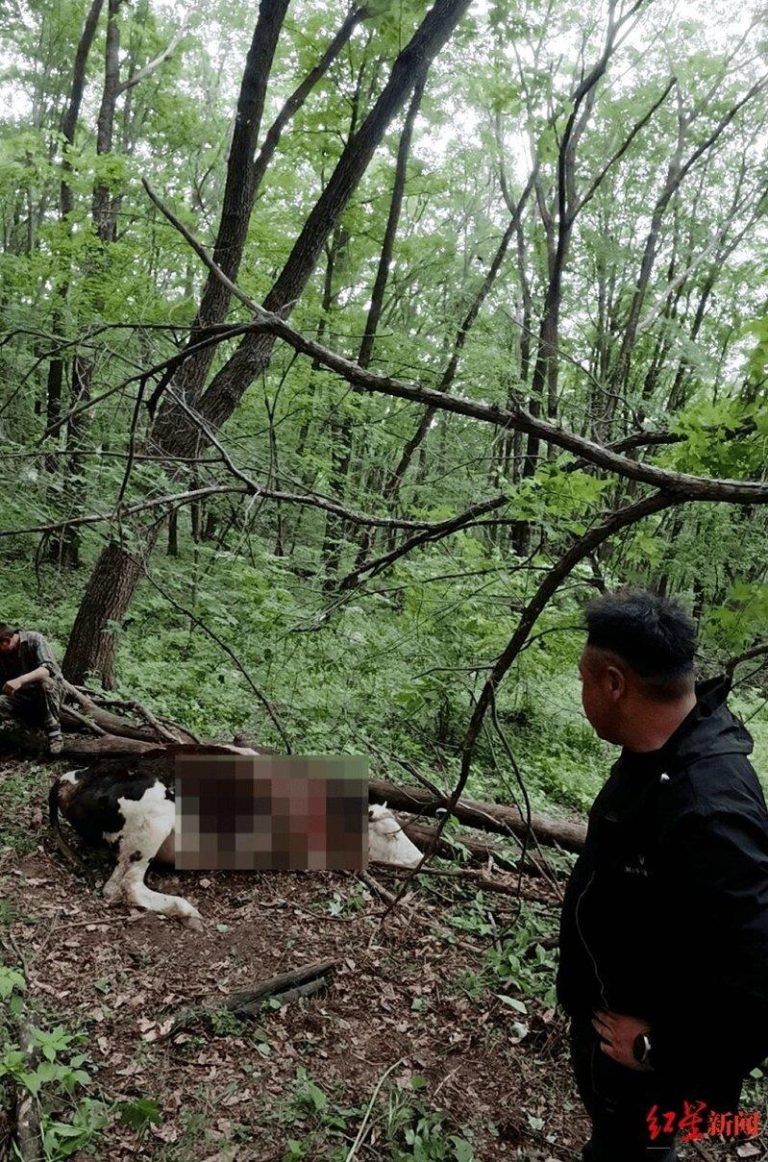 被咬死的黄牛。(取材自红星新闻)