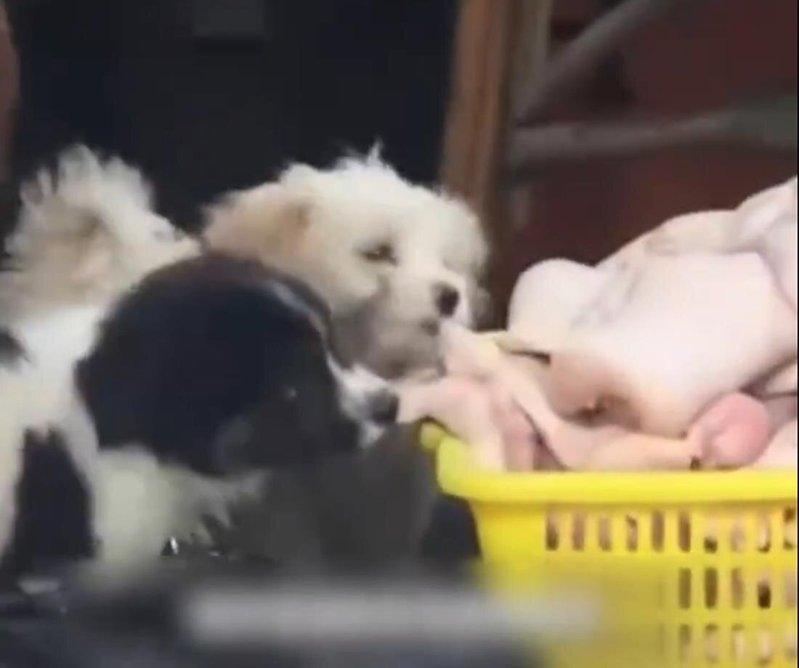网友拍到有两只小狗在啃食放置在地面上的生肉。(视频截屏)