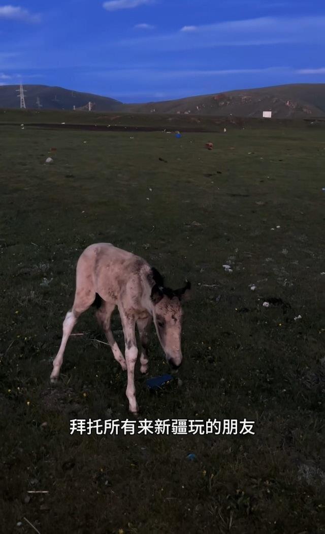 新疆小马在草原上被游客操作的无人机一路死追,最终因跑到「炸肺」而死。(视频截屏)