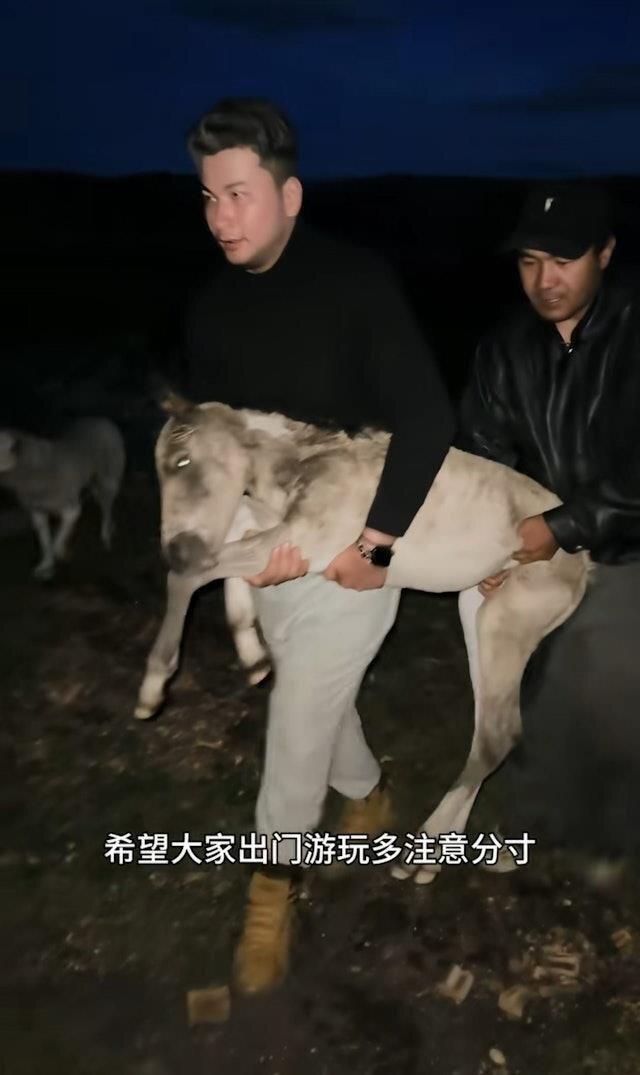 牧民抱回已被无人机追到奄奄一息的小马照顾,最终仍无法救回牠。(视频截屏)