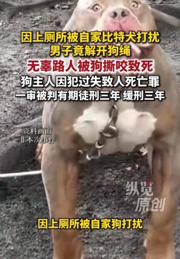 重庆男子放开比特犬将路人咬死,裁判文书在网上曝光后引发热议。(视频截屏)