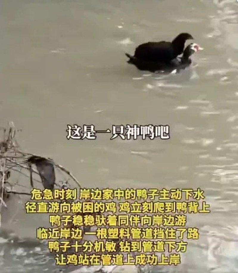 饲主的鸭子让受困的母鸡站在背上，带着渡河。（视频截屏）