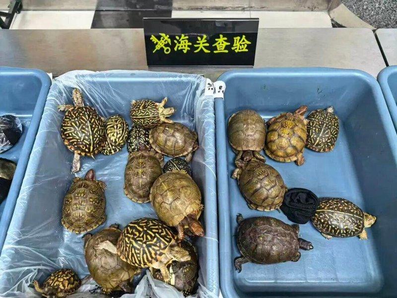 深圳湾海关拦查旅客欲携带活体龟入境。(取材自海关发布)