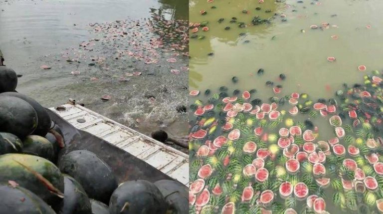 河南西瓜3原因价格崩跌 瓜农叹:1瓶矿泉水能换3颗瓜 今年中国西瓜产量过剩,造成价格崩跌,部分瓜农宁可任其烂在地里也不采收。(取材自看...