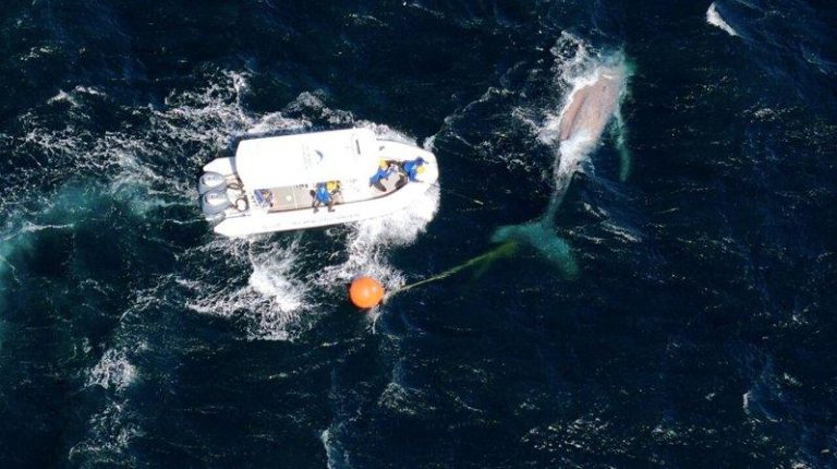 疑染H5禽流感 西澳鲸鱼数量17年来最少 迁徙遽跌6成 无人机拍摄的画面显示,2025年9月11日,在澳洲新南威尔斯州南黄金海滩附近,由...
