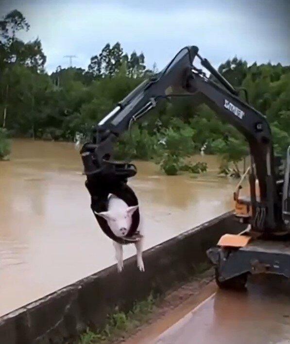 村民用抓木机在洪水中打捞生猪。(视频截屏)