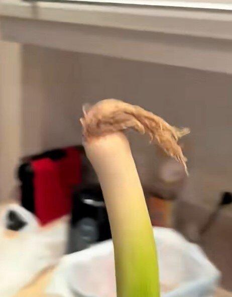 「哈兰葱」爆火。(视频截屏)
