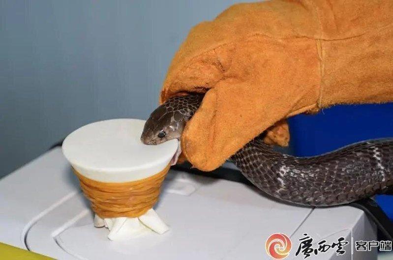 工作人员在取蛇毒。(取材自广西日报)