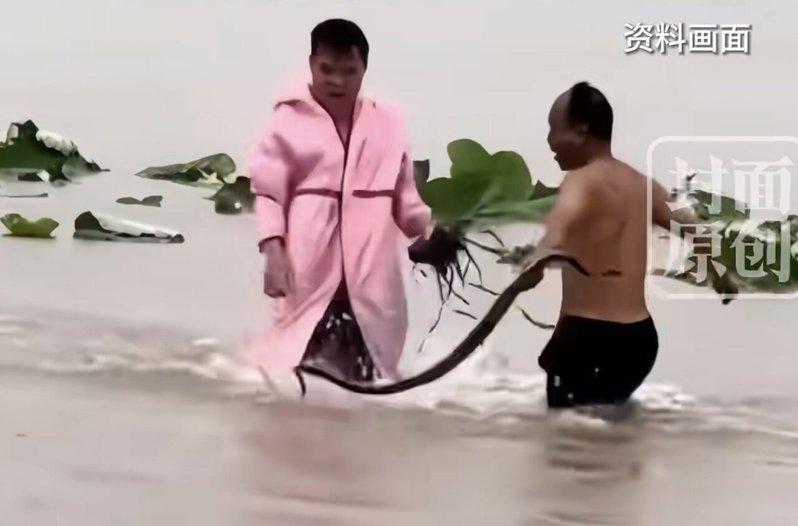村民在洪水中抓蛇。(取材自封面新闻)