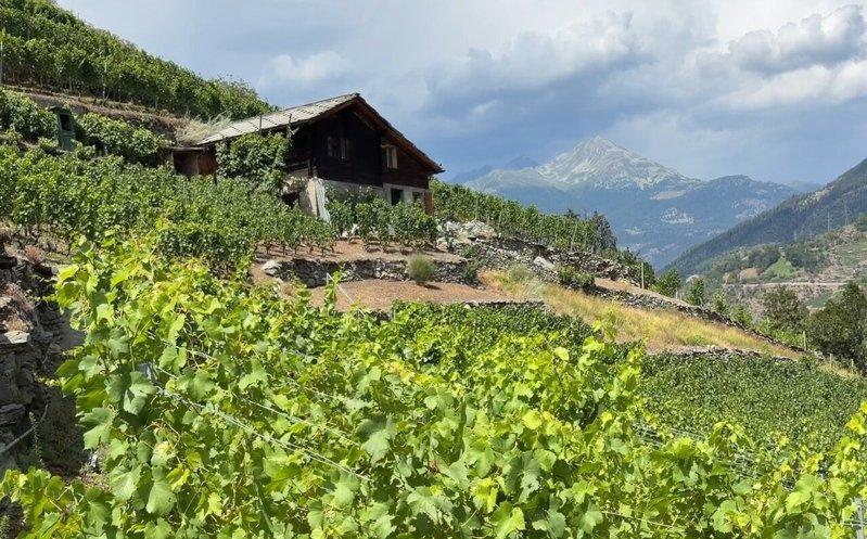瑞士瓦莱州高海拔地区的葡萄酒庄海达村,当地葡萄园分布于海拔650至1150 公尺...