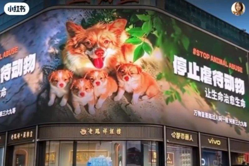 海内外网友纷纷集资,让「旺旺一家」的影像登上各地大屏幕电视墙。(取材自小红书)