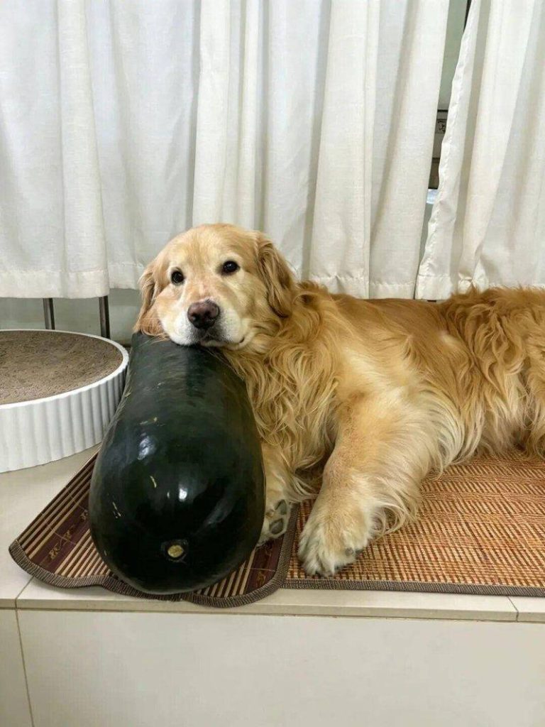 张女士家的金毛犬贴着冬瓜睡觉。（取材自钱江晚报）