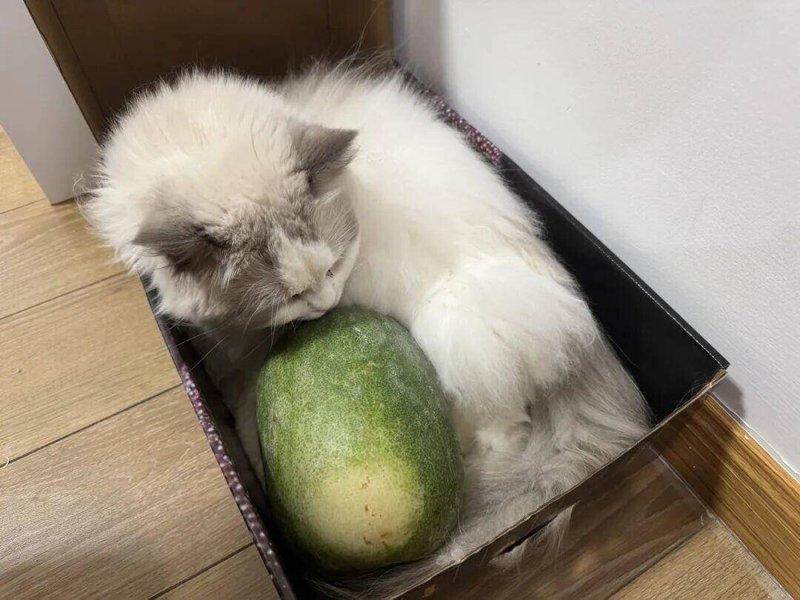 应女士家的猫闻一闻冬瓜就跑开。（取材自钱江晚报）