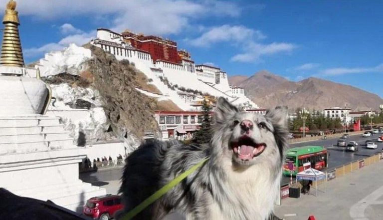 「锄头」是一只八岁多的边境牧羊犬，也是一只网红狗，陪伴主人郭先生自驾环游全国长达...
