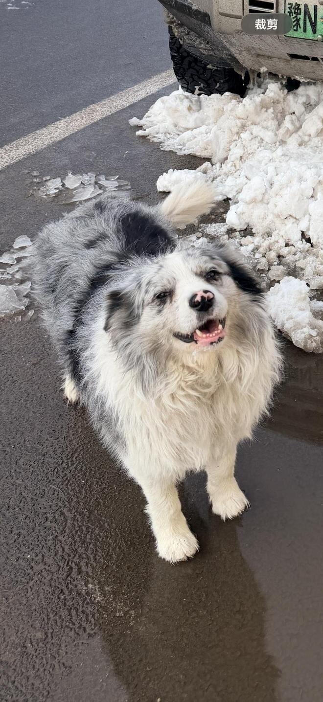 「锄头」是一只八岁多的边境牧羊犬，也是一只网红狗。(取材自微博)