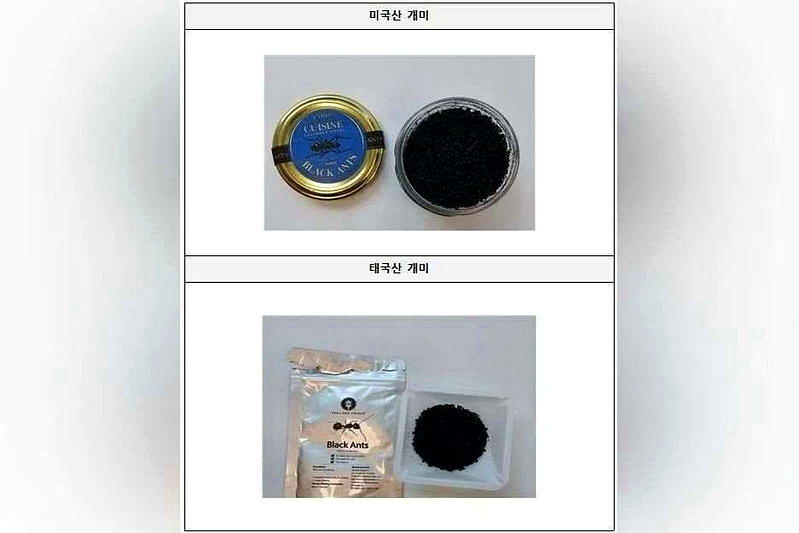 南韩一家餐厅使用的黑蚁。(取材自南韩食品安全部)