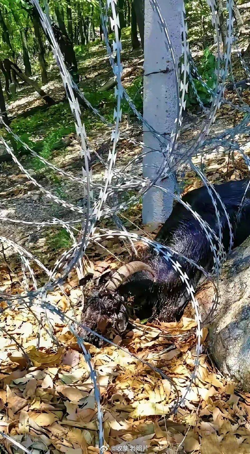 网友发布称在泰山景区拍到一只羊在「刀片网」触网而亡。(取材自微博)