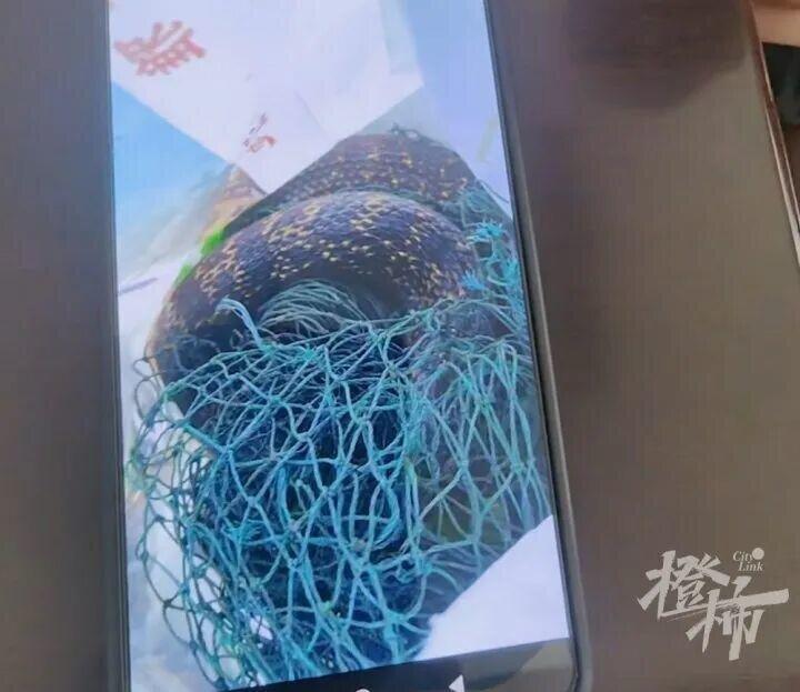 蛇的头尾都被网子困住。(取材自都市快报橙柿交互)