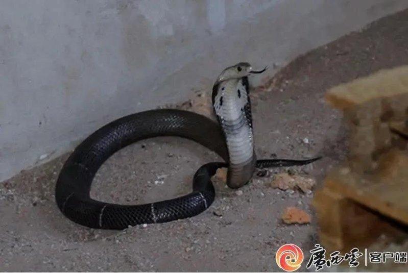 人工饲养的眼镜蛇。(取材自广西日报)