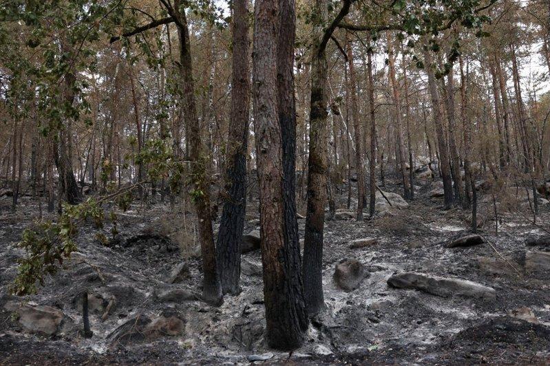 巴黎南郊的枫丹白露森林12日发生大火,延烧近2000公顷,迄今未完全扑灭。图为枫...