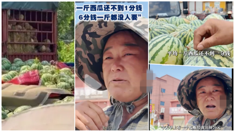 河南瓜农谈西瓜滞销:一斤不到1分钱