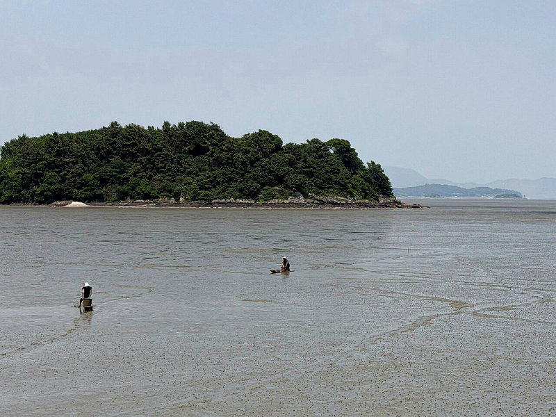 南韩泥滩第2阶段扩大登录世界遗产顺利通过；图为全罗南道高兴郡的竹岩里泥滩。(中央...