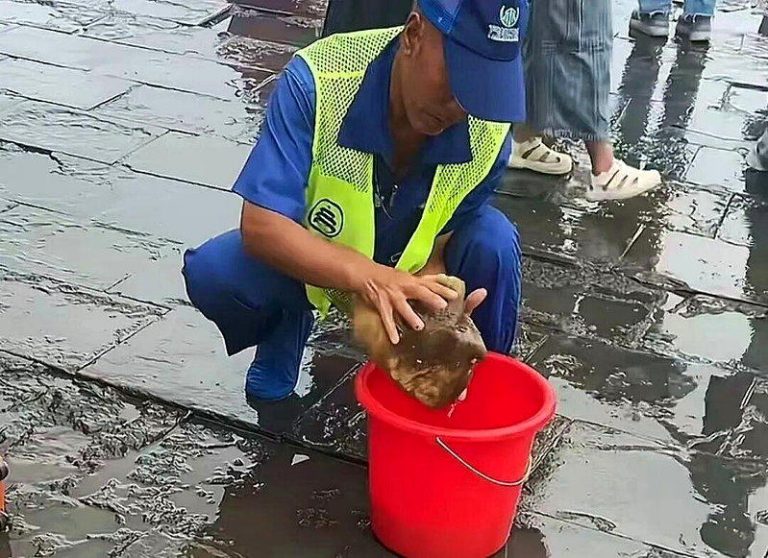天坛公园工作人员蹲着用海绵吸地面积水引关注。（取材自潇湘晨报）