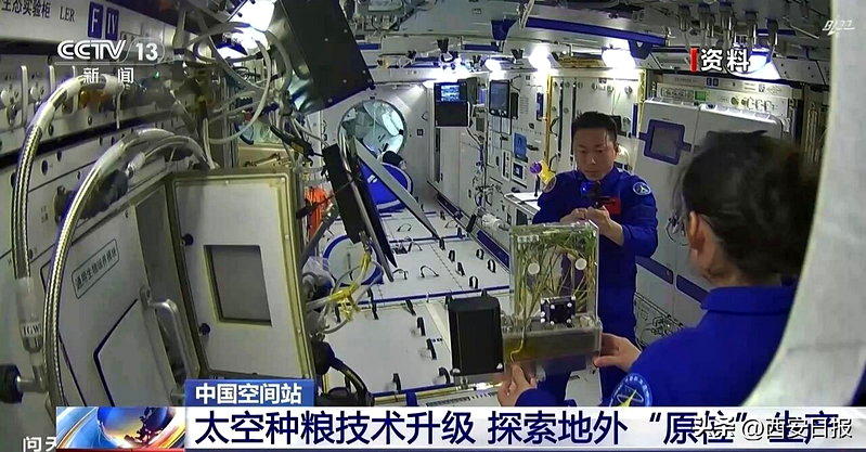 神舟23号航天员采集水稻实验样本。(视频截屏)
