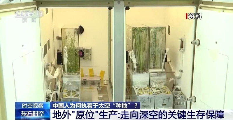 本次实验分成两组,分别对应水稻的两种繁殖方式。(视频截屏)