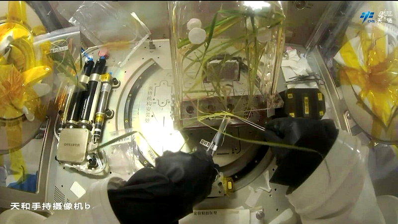 神舟23号航天员采集水稻实验样本。(视频截屏)