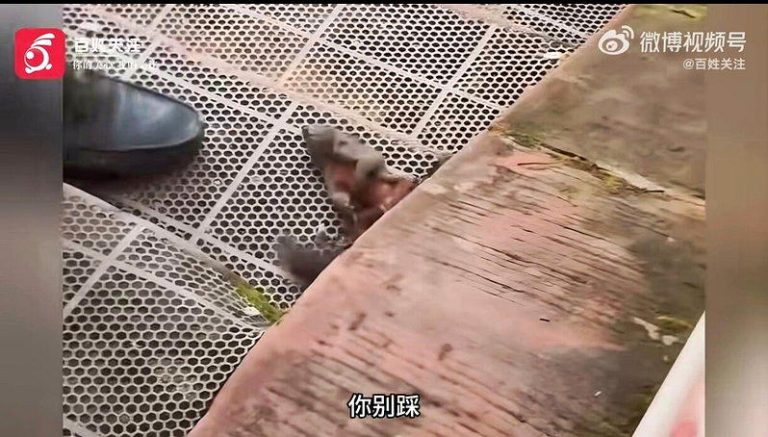 乐山大佛脚下男子活活踩死松鼠 还称牠是「害虫」 惹怒全网 被活活踩死的松鼠尸体。(取材自微博)