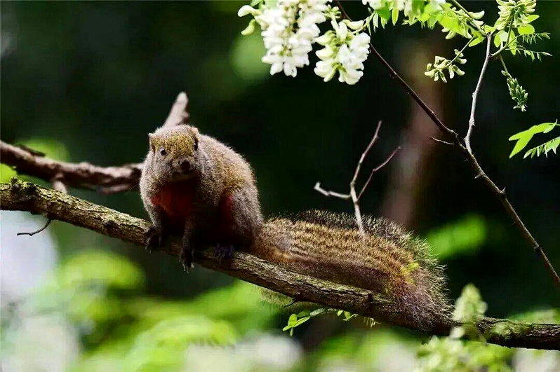 乐山大佛景区内的松鼠多为赤腹松鼠。(取材自微博)