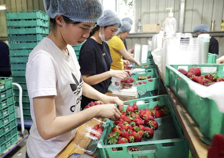 澳洲昆士兰一处草莓农场的工作者，正在分装草莓。   （美联社）