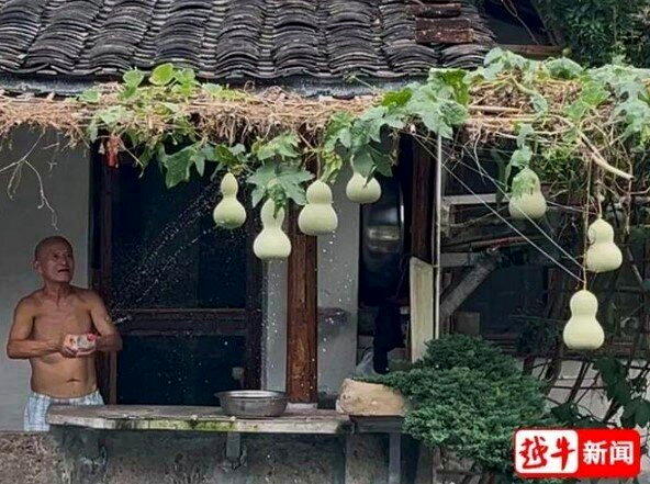 陈金敖爷爷正拎着水瓶给葫芦洒水。(取材自越牛新闻)