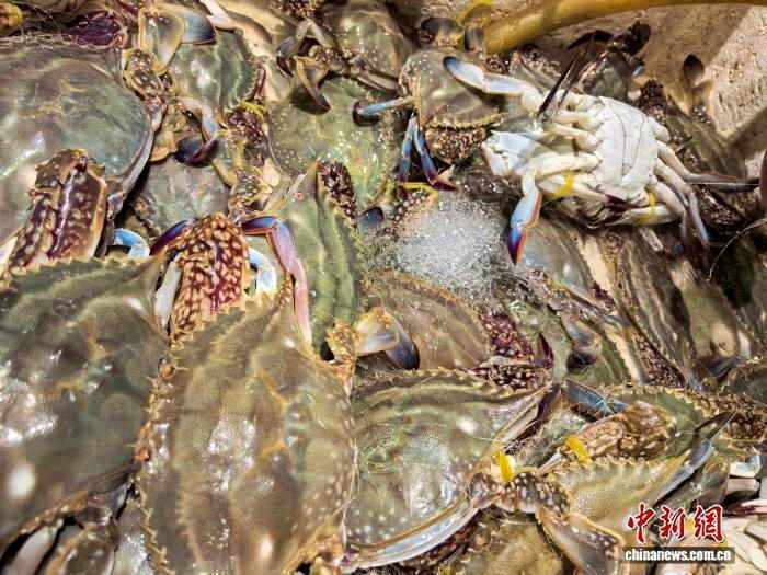 浙江宁波水产品批发市场的梭子蟹。(取材自中国新闻网)