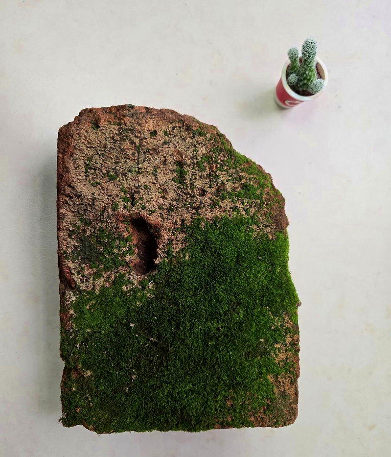 捡一块废弃旧砖,放在托盘喷水便能静待苔藓滋生。(取材自中央广播电视总台中国之声)