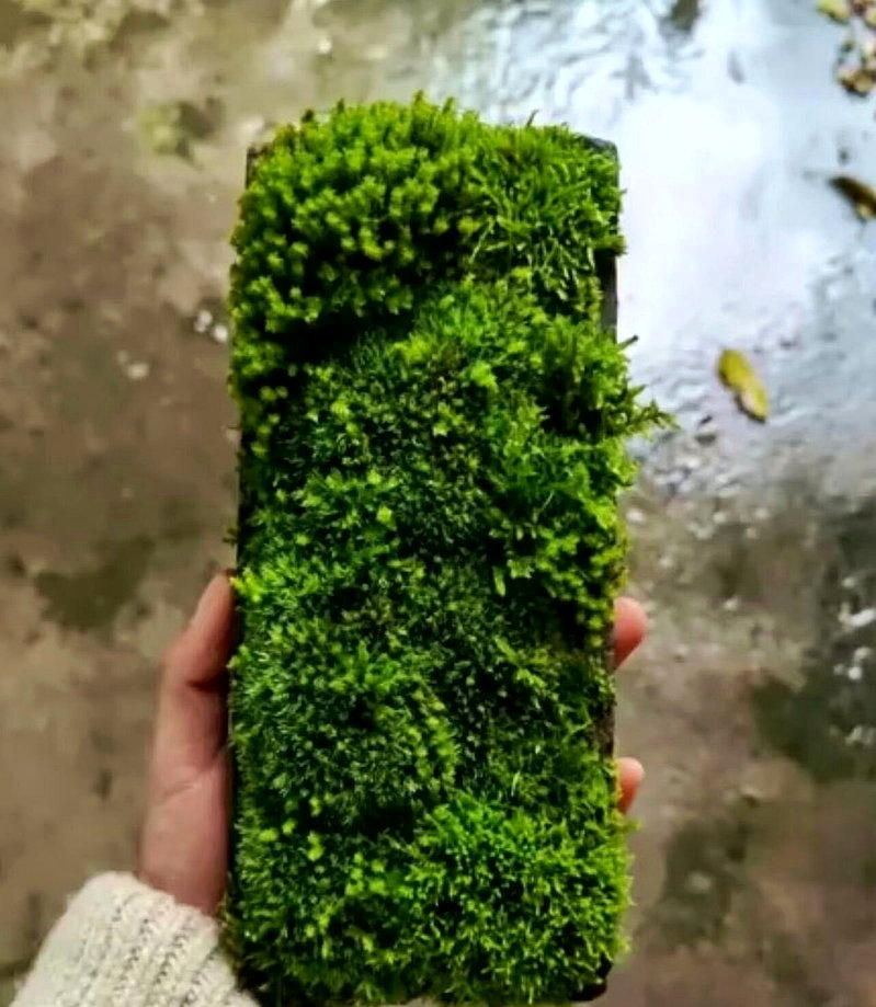 捡一块废弃旧砖,放在托盘喷水便能静待苔藓滋生。(取材自中央广播电视总台中国之声)