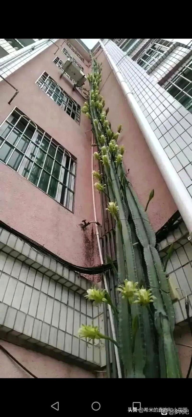 广州一株仙人掌24年疯长逾6层楼高，还罕见开花。（取材自微博）