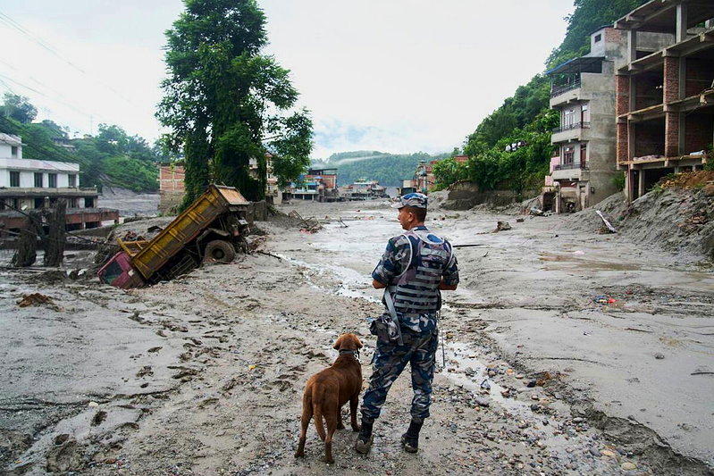 尼泊尔努瓦科特县德维加特遭山洪侵袭,一名警察27日带着搜救犬查看灾区。(美联社)
