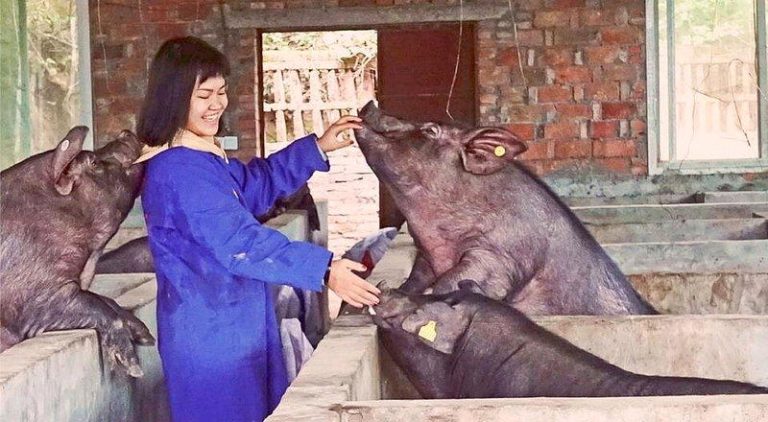从「猪倌」到村支书 95后女生带全村347户养猪 李怡在苕坡村养殖的黑猪。(取材自华西都市报/李怡供图)